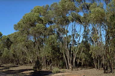 APII jpeg image of Eucalyptus froggattii  © contact APII