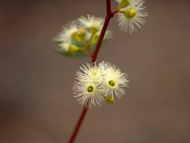 APII jpeg image of Eucalyptus melliodora  © contact APII