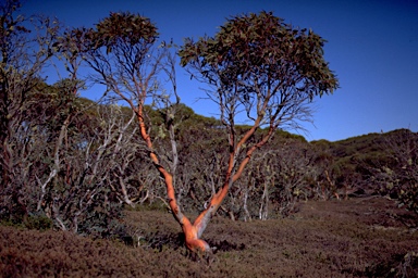 APII jpeg image of Eucalyptus pauciflora subsp. acerina/niphophila  © contact APII