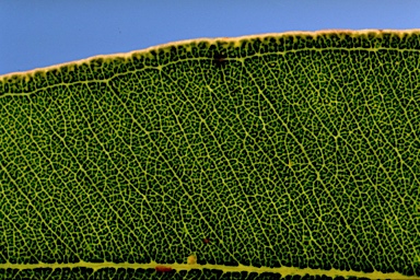 APII jpeg image of Eucalyptus notabilis  © contact APII