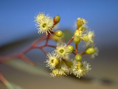 APII jpeg image of Eucalyptus crebra  © contact APII