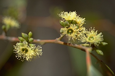 APII jpeg image of Eucalyptus eugenioides ?  © contact APII