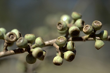 APII jpeg image of Eucalyptus caliginosa  © contact APII