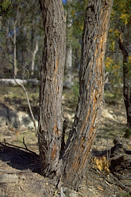 APII jpeg image of Eucalyptus laevopinea  © contact APII