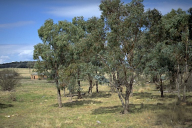 APII jpeg image of Eucalyptus nova-anglica  © contact APII