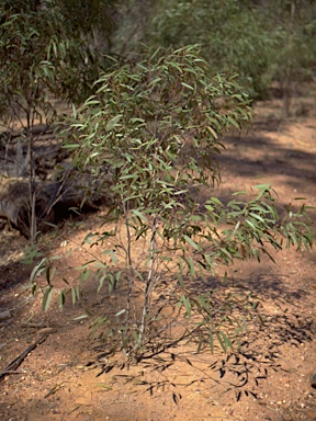 APII jpeg image of Eucalyptus woollsiana  © contact APII