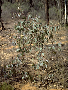 APII jpeg image of Eucalyptus dwyeri  ?  © contact APII