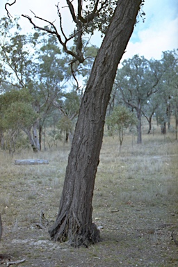 APII jpeg image of Eucalyptus melanophloia  © contact APII