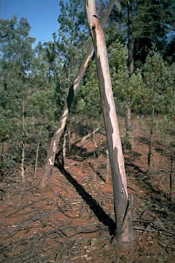 APII jpeg image of Eucalyptus vicina  © contact APII