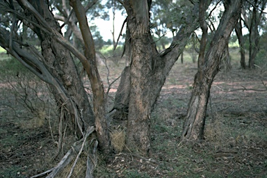 APII jpeg image of Eucalyptus behriana  © contact APII