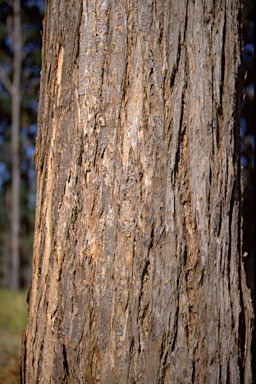 APII jpeg image of Eucalyptus microcorys  © contact APII