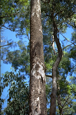 APII jpeg image of Eucalyptus rudderi  © contact APII