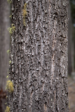 APII jpeg image of Eucalyptus paniculata  © contact APII