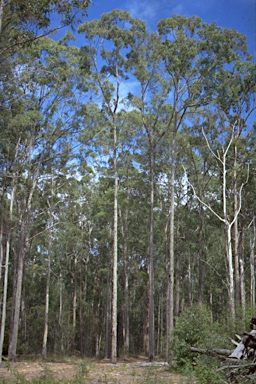 APII jpeg image of Eucalyptus paniculata  © contact APII