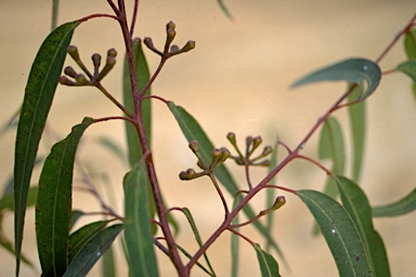 APII jpeg image of Eucalyptus baileyana  © contact APII