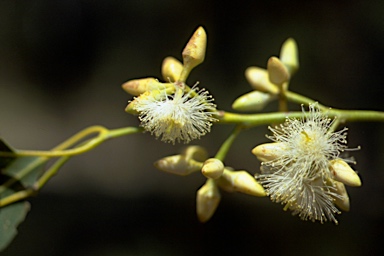 APII jpeg image of Eucalyptus glaucina  © contact APII