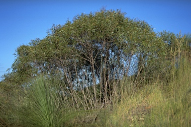 APII jpeg image of Eucalyptus moorei subsp. serpentinicola  © contact APII