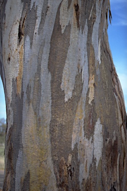 APII jpeg image of Eucalyptus dawsonii  © contact APII