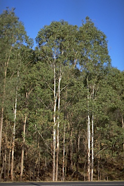 APII jpeg image of Eucalyptus amplifolia  © contact APII
