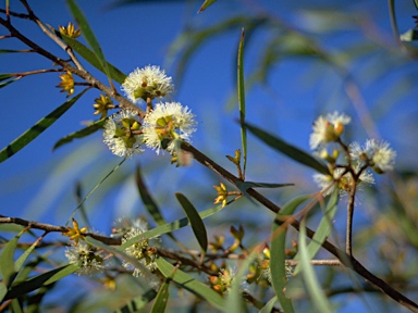 APII jpeg image of Eucalyptus moorei var. moorei  © contact APII