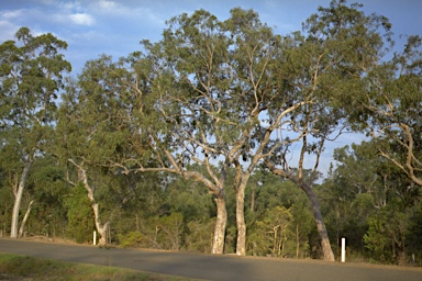 APII jpeg image of Eucalyptus bancroftii  © contact APII