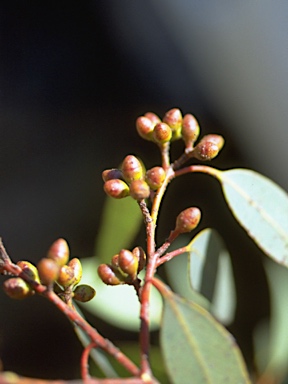 APII jpeg image of Eucalyptus pachycalyx subsp. waajensis  © contact APII