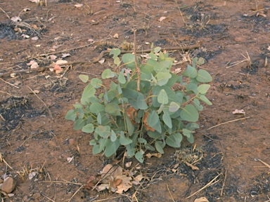 APII jpeg image of Eucalyptus koolpinensis  © contact APII