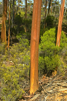 APII jpeg image of Eucalyptus diptera  © contact APII