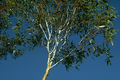 APII jpeg image of Eucalyptus decurva  © contact APII