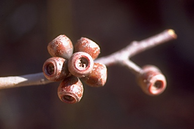 APII jpeg image of Eucalyptus pyrocarpa  © contact APII