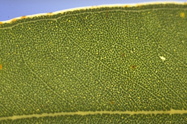 APII jpeg image of Eucalyptus tetrapleura  © contact APII