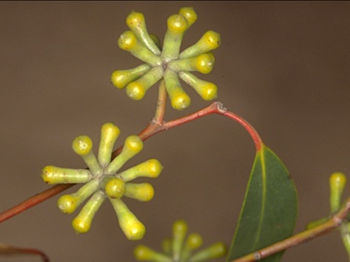 APII jpeg image of Eucalyptus obliqua  © contact APII