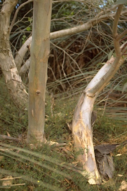 APII jpeg image of Eucalyptus phenax subsp. compressa  © contact APII