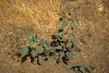 APII jpeg image of Eucalyptus microcarpa  © contact APII