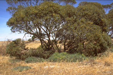 APII jpeg image of Eucalyptus dumosa  © contact APII