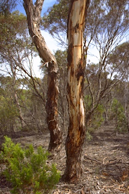 APII jpeg image of Eucalyptus leucoxylon subsp. stephaniae  © contact APII