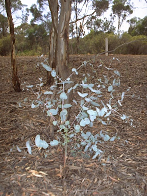 APII jpeg image of Eucalyptus leucoxylon subsp. pruinosa  © contact APII