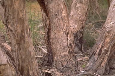 APII jpeg image of Eucalyptus paludicola  © contact APII