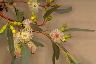 APII jpeg image of Eucalyptus incrassata  © contact APII