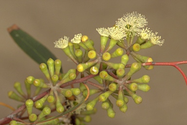 APII jpeg image of Eucalyptus obliqua  © contact APII