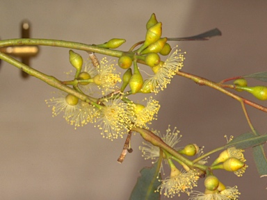 APII jpeg image of Eucalyptus yalatensis  © contact APII