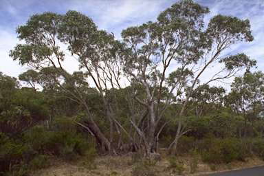 APII jpeg image of Eucalyptus goniocalyx subsp. viridissima  © contact APII
