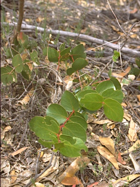 APII jpeg image of Eucalyptus goniocalyx subsp. saxicola  © contact APII