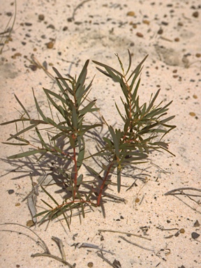 APII jpeg image of Eucalyptus aromaphloia subsp. sabulosa  © contact APII