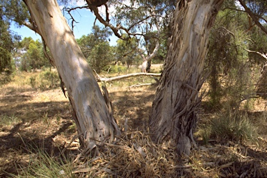 APII jpeg image of Eucalyptus leucoxylon subsp. stephaniae  © contact APII