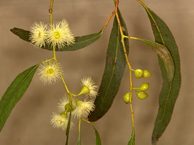 APII jpeg image of Eucalyptus leucoxylon subsp. stephaniae  © contact APII