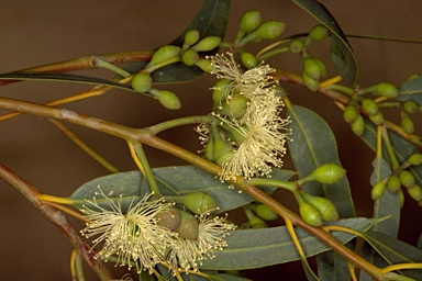 APII jpeg image of Eucalyptus x lateritica  © contact APII