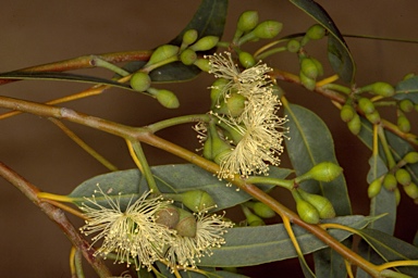 APII jpeg image of Eucalyptus x lateritica  © contact APII