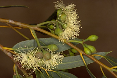 APII jpeg image of Eucalyptus x lateritica  © contact APII