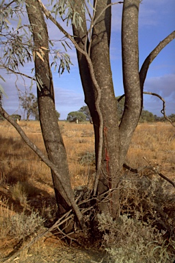 APII jpeg image of Eucalyptus largiflorens  © contact APII